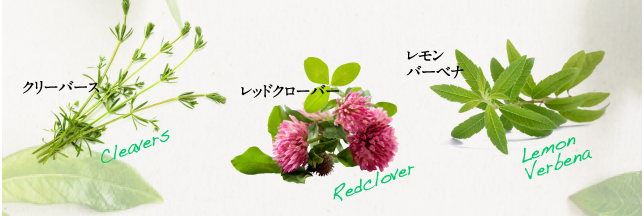クリーバーズ、レッドクローバー、レモンバーベナ