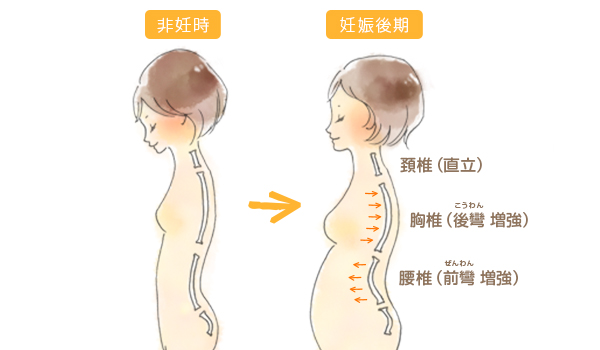 助産師が教える 妊娠中の腰痛 原因と対策 Amoma