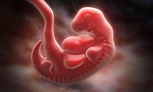 妊娠5週目の胎芽