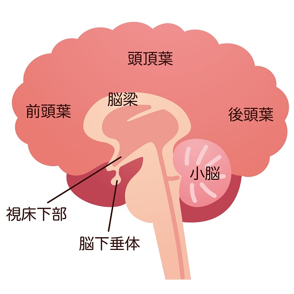 視床下部