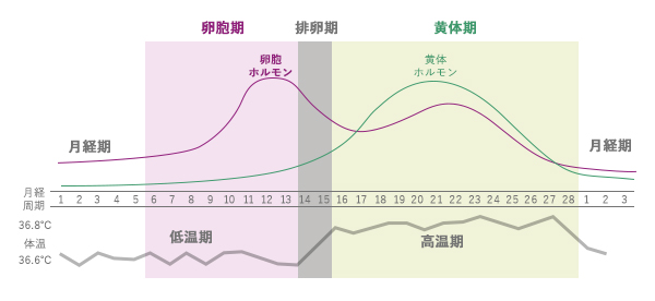 月経周期グラフ