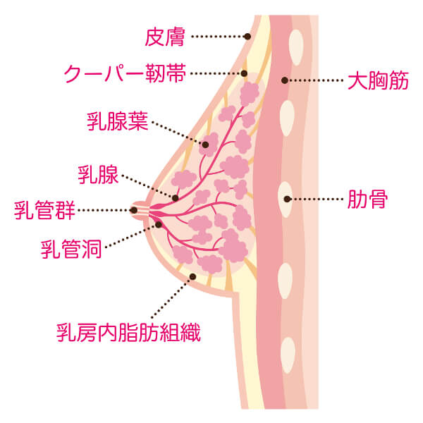 母乳の仕組み