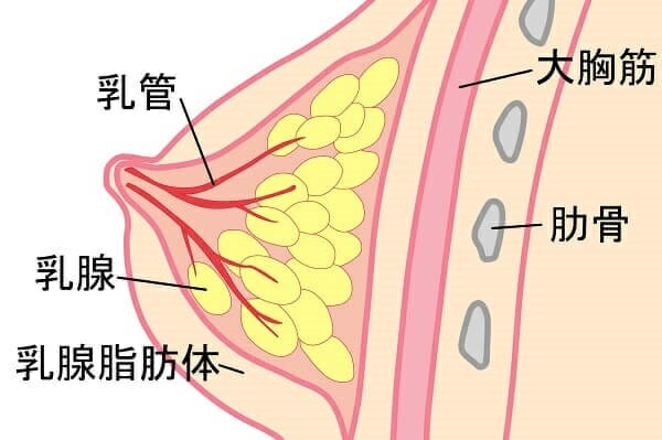 母乳は血液から作られる